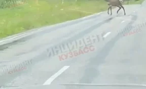 Кемеровчане сняли на видео лося, вышедшего на дорогу 