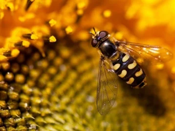 Фото: В России зафиксирована гибель 39 600 пчелосемей 1