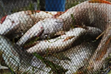 Фото: Власти прокомментировали массовую гибель рыбы в кузбасском озере 1