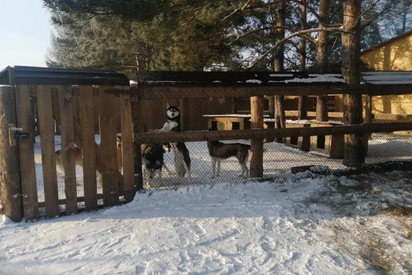 В кузбасском парке держали пони, павлинов и хаски без лицензии