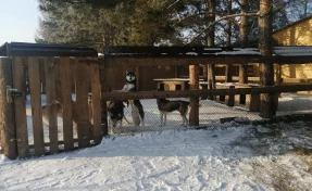 В кузбасском парке держали пони, павлинов и хаски без лицензии