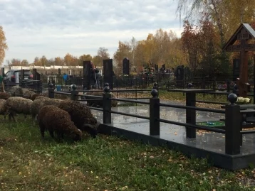 Фото: Кемеровчане пожаловались на гуляющих по кладбищу баранов 2