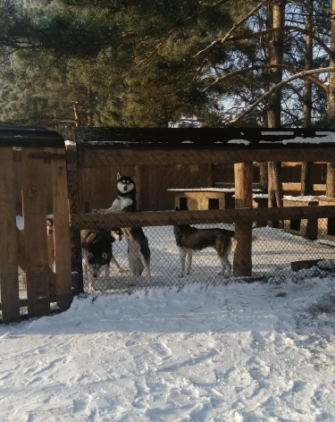 В кузбасском парке держали пони, павлинов и хаски без лицензии