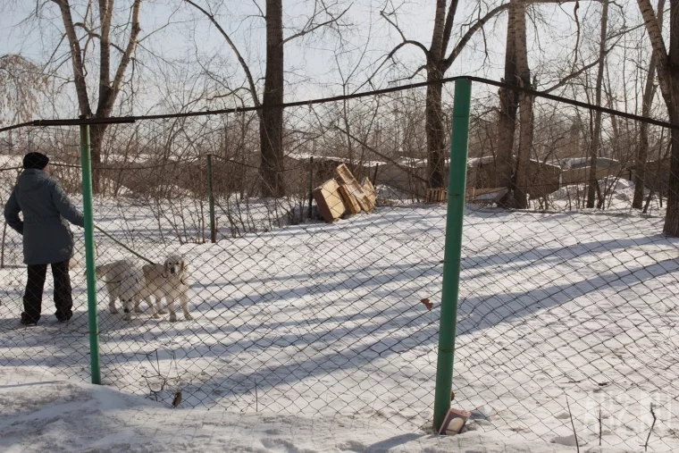 Фото: Развалины и грязь. Как мы обходили площадки для выгула собак в Кемерове и Новокузнецке 20