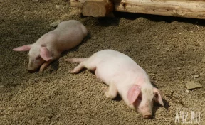 В Кемерове на улице Мира ввели карантин из-за заражённого животного