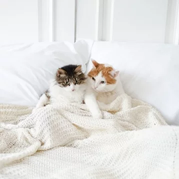 Фото: Возьми кота домой: как без вложений сделать успешный аккаунт в Instagram и пристраивать бездомных животных 19