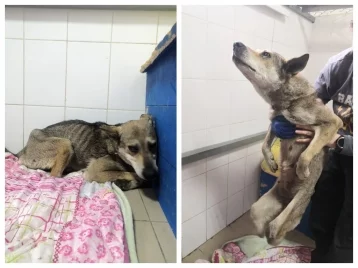 Фото: В Кузбассе спасают собаку с отрезанными задними лапами 1