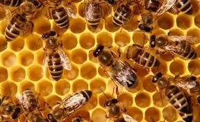 Генпрокуратура займётся изучением причин массовой гибели пчёл в стране