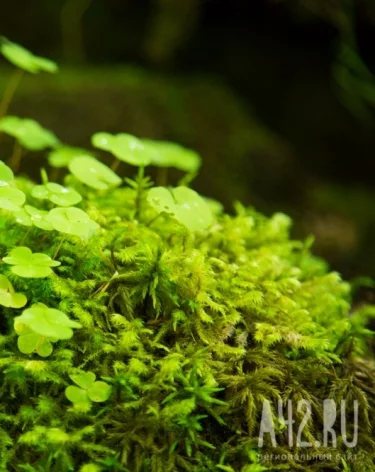Фото: A42.RU