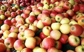 Фото: Биологи рассказали, сколько бактерий содержат мытые яблоки 1