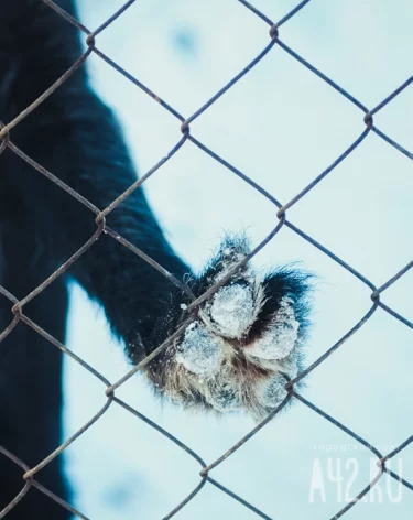 СК возбудил уголовное дело после нападения собак на 9-летнюю девочку в Кузбассе