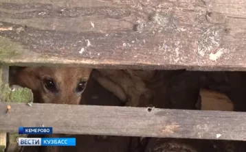 Фото: В Кемерове месяц проживший в будке пёс скончался в ветклинике 1