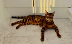 Видео кемеровского кота-боксёра заблокировали за жестокое обращение с животными