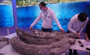 Очередная находка горняков «Кузбассразрезугля» — на Кедровском разрезе найдены кости древних животных