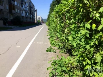 Фото: Не поедем, не помчимся: тестируем велодорожки в Кемерове 14
