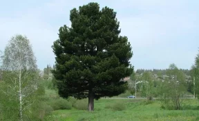 В Кузбассе отметят день рождения 120-летнего кедра