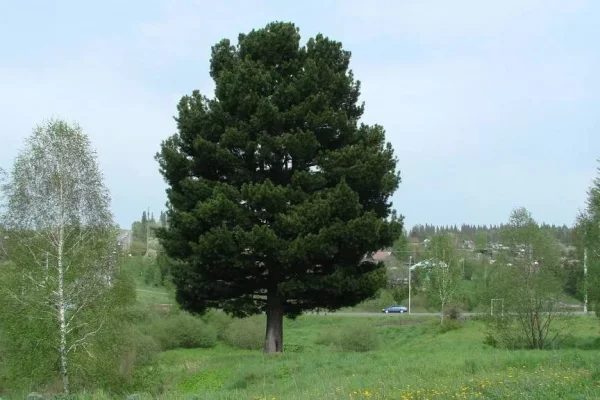 В Кузбассе отметят день рождения 120-летнего кедра
