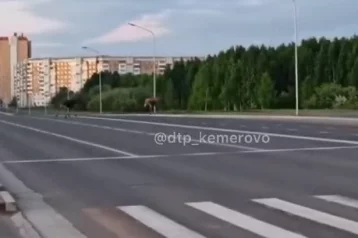 Фото: По Кемерову гуляли два лося, животных сняли на видео 1
