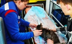 В Кузбассе кошка чуть не погибла из-за пожара: её спасли врачи скорой помощи
