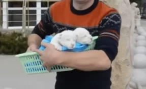 В Крыму родилась пара редких белых львят