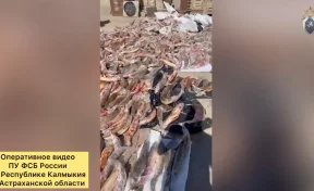 В Астрахани из незаконного оборота изъяли 2,6 тонны осетровых на 15 млн рублей