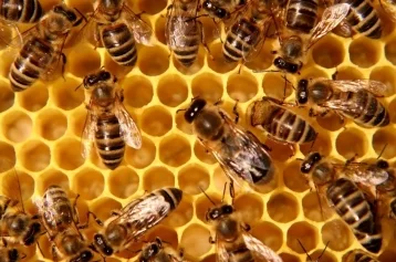 Фото: Генпрокуратура займётся изучением причин массовой гибели пчёл в стране 1