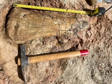 Фото: Сергей Цивилёв: в Кузбассе учёные обнаружили останки гигантского динозавра 1