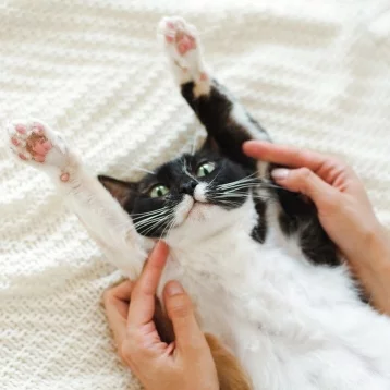 Фото: Возьми кота домой: как без вложений сделать успешный аккаунт в Instagram и пристраивать бездомных животных 20