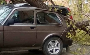 В Кузбассе упавшие от ветра деревья повредили автомобили