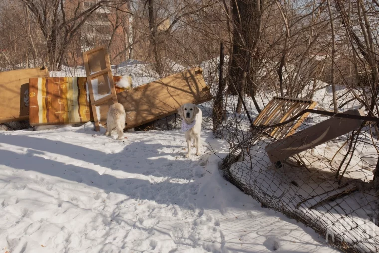 Фото: Развалины и грязь. Как мы обходили площадки для выгула собак в Кемерове и Новокузнецке 22
