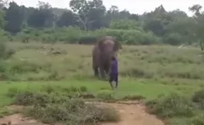 Слон раздавил мужчину, пытавшегося его загипнотизировать   