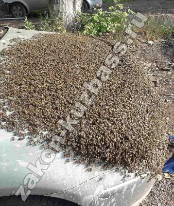 Фото: Иномарку новокузнечанина атаковали пчёлы 2