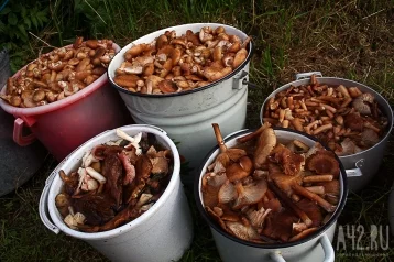 Фото: Кузбассовцам объяснили, как не отравиться грибами 1