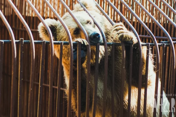 Жители Красной поляны пожаловались на медведя, который переворачивает мусорные баки