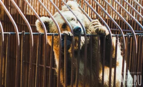 Жители Красной поляны пожаловались на медведя, который переворачивает мусорные баки