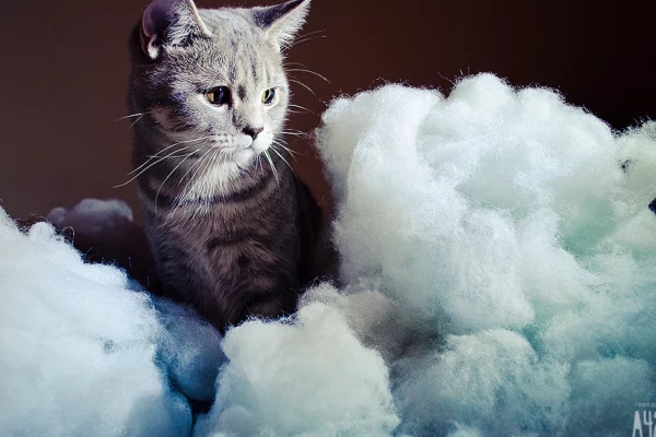 В Госдуме предложили законодательно ограничить количество собак и кошек в квартире