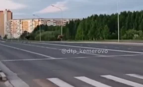 По Кемерову гуляли два лося, животных сняли на видео