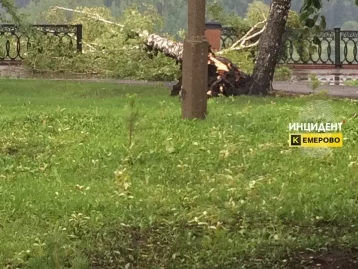 Фото: Упавшее дерево на кемеровской набережной проломило железное ограждение 2