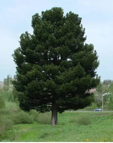 В Кузбассе отметят день рождения 120-летнего кедра