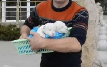 Фото: В Крыму родилась пара редких белых львят 1