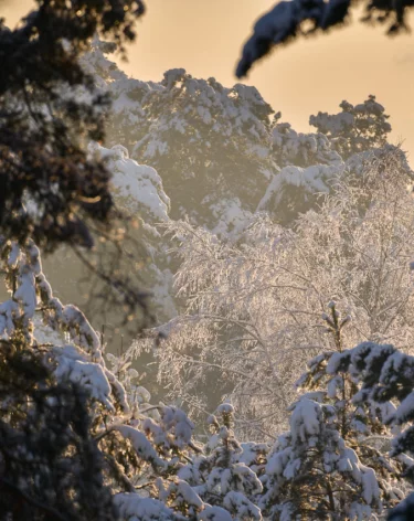День Анисьи Зимней: приметы на 12 января