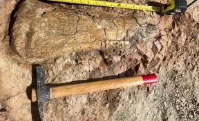 Сергей Цивилёв: в Кузбассе учёные обнаружили останки гигантского динозавра