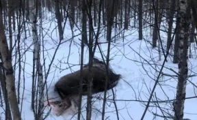 Кузбассовцу грозит штраф в 1 миллион рублей за убитого лося