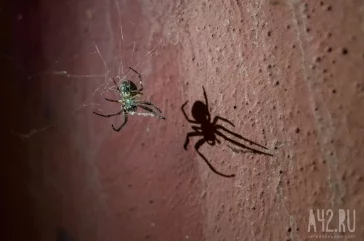 Фото: Кемеровчане напуганы полчищами больших пауков в центре города 2