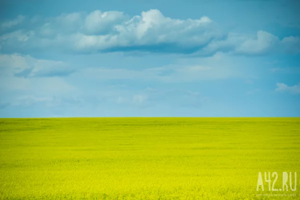 Из Кузбасса в Калининград вывезли более 2 700 тонн рапса