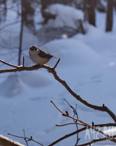 Куриный праздник: народные приметы на 15 января