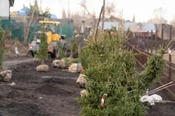 Фото: Более 100 молодых елей высадили на территории реновации в Кемерове 1