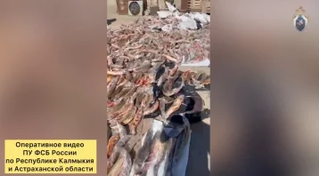 Фото: В Астрахани из незаконного оборота изъяли 2,6 тонны осетровых на 15 млн рублей 1
