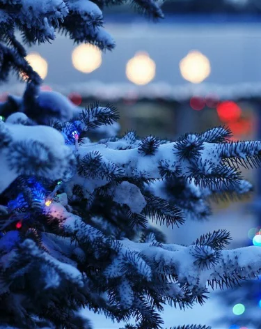 В Грузии новогодняя ёлка полностью сгорела во время церемонии зажжения огней