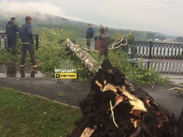 Фото: Упавшее дерево на кемеровской набережной проломило железное ограждение 3